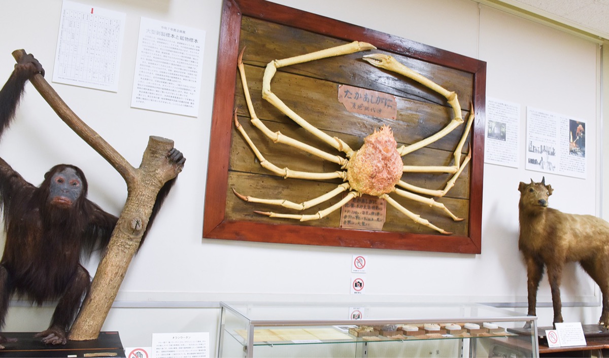 小田原高校 大型剥製標本を展示 タカアシガニなど3点 | 小田原・箱根