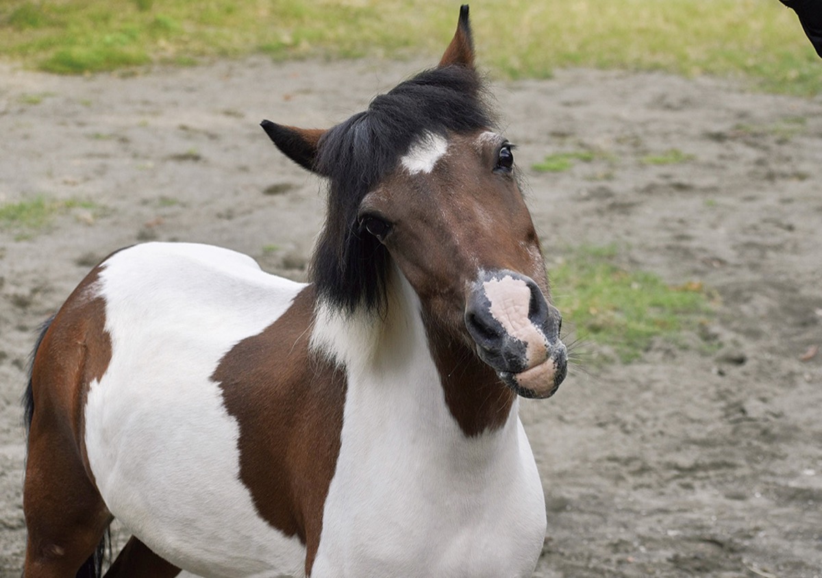 南瀬谷小学校 地域で草木染の展示会 1年の集大成を披露 | 旭区・瀬谷
