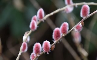 セツブンソウ – 栃木市観光協会