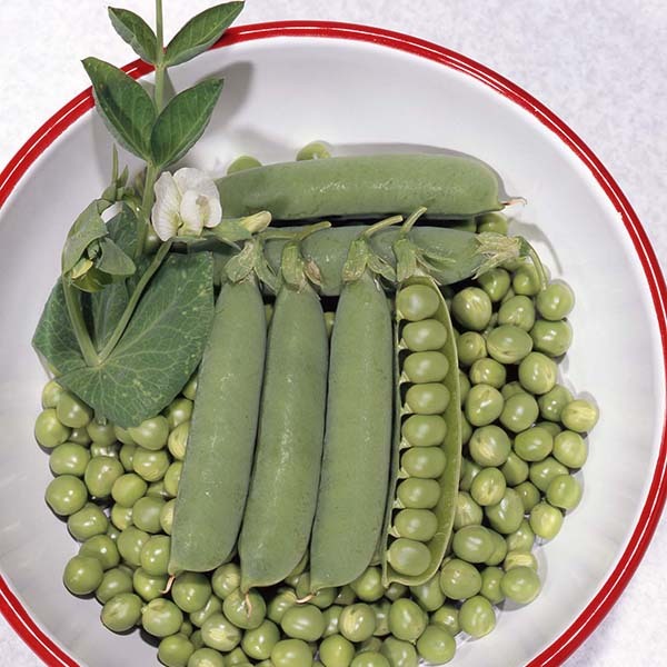 エンドウ（実エンドウ） | 野菜のタネ | 株式会社トーホク