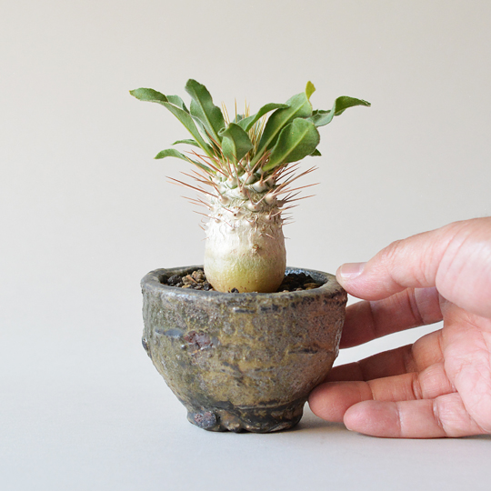 パキポディウム・ナマクアナム (光堂) | 多肉植物・特別な鉢の販売