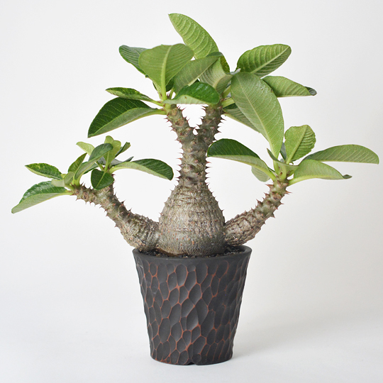 パキポディウム・ウィンゾリー | 多肉植物・特別な鉢の販売 | トーキー