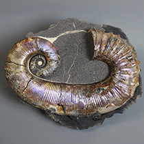 異常巻きアンモナイト（Audouliceras）｜化石販売・鉱物販売の東京