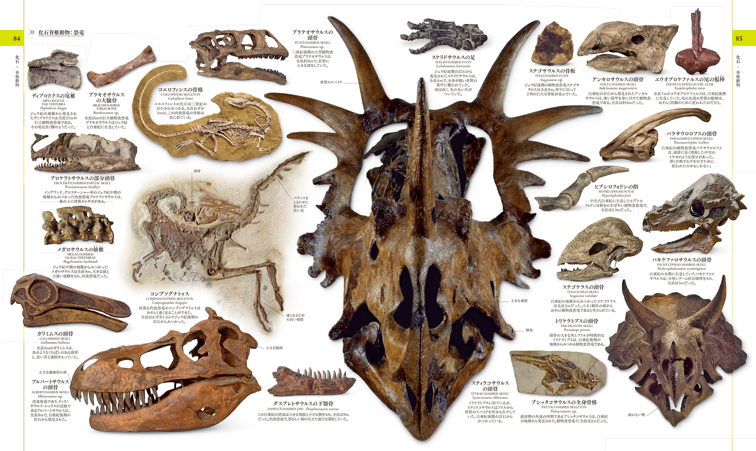 東京書籍】 一般書籍 自然科学 地球博物学大図鑑 新訂版
