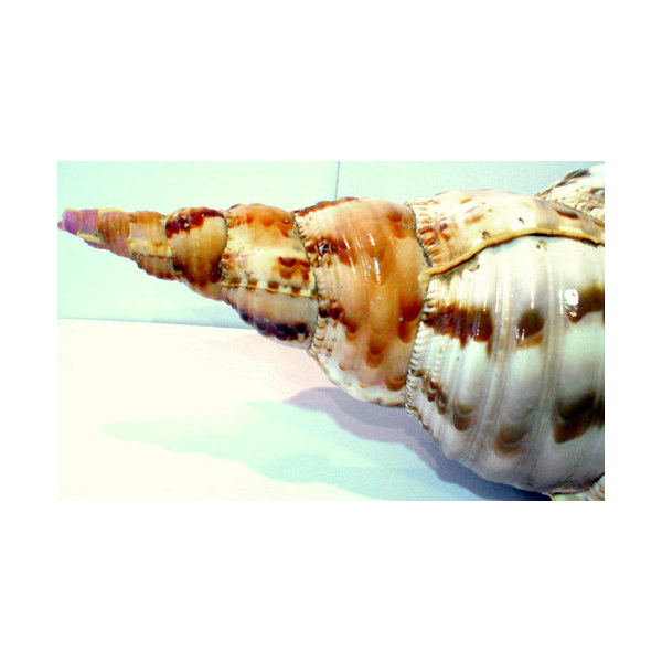 貝類】ホラガイ(法螺貝) - 横浜中華街天宝堂本店