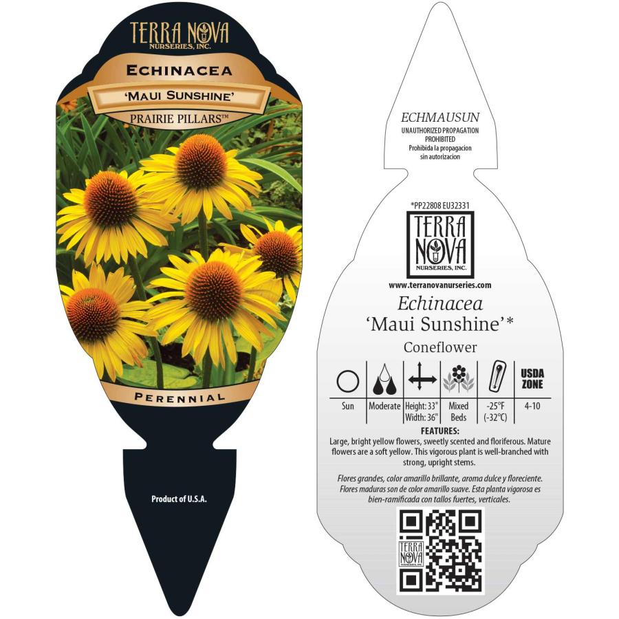Echinacea 'Maui Sunshine' | TERRA NOVA® Nurseries, Inc.