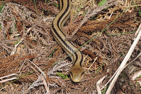 動き出したシマヘビ | 但馬の情報発信ポータルサイト「但馬情報特急」