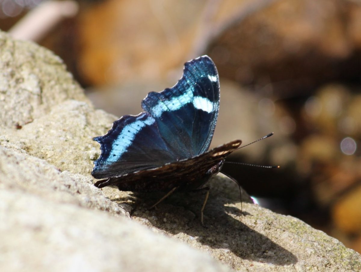 ルリタテハ | 但馬の情報発信ポータルサイト「但馬情報特急」