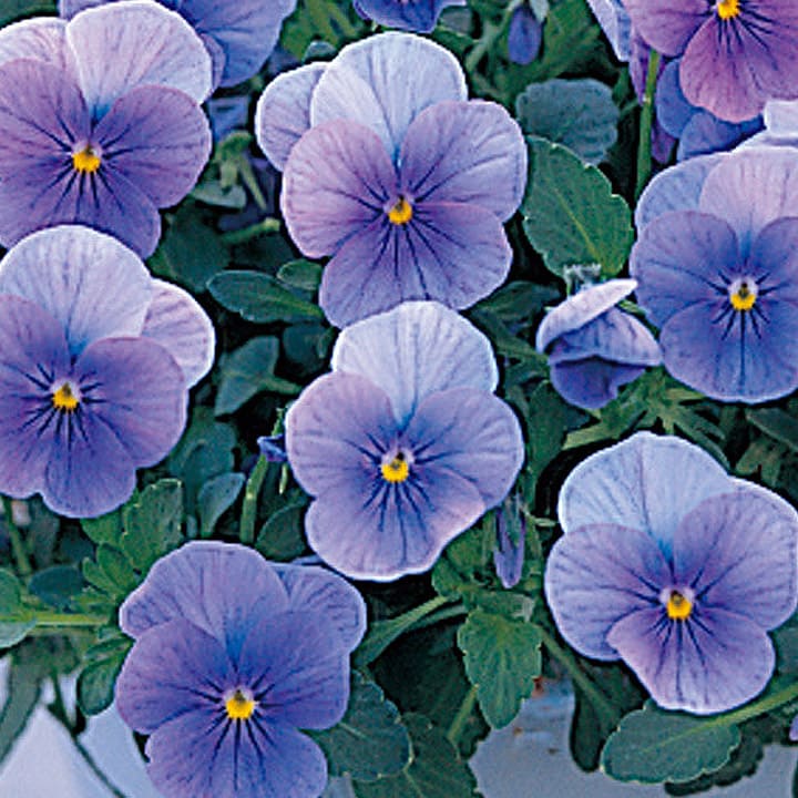 リピーター☘️ビオラ様30:30 リピーター☘️ビオラ様30:30 リピーター