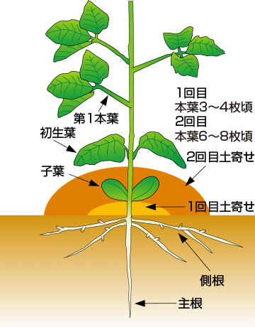 エダマメ ｜ 野菜栽培マニュアル ｜ 調べる ｜ タキイ種苗株式会社