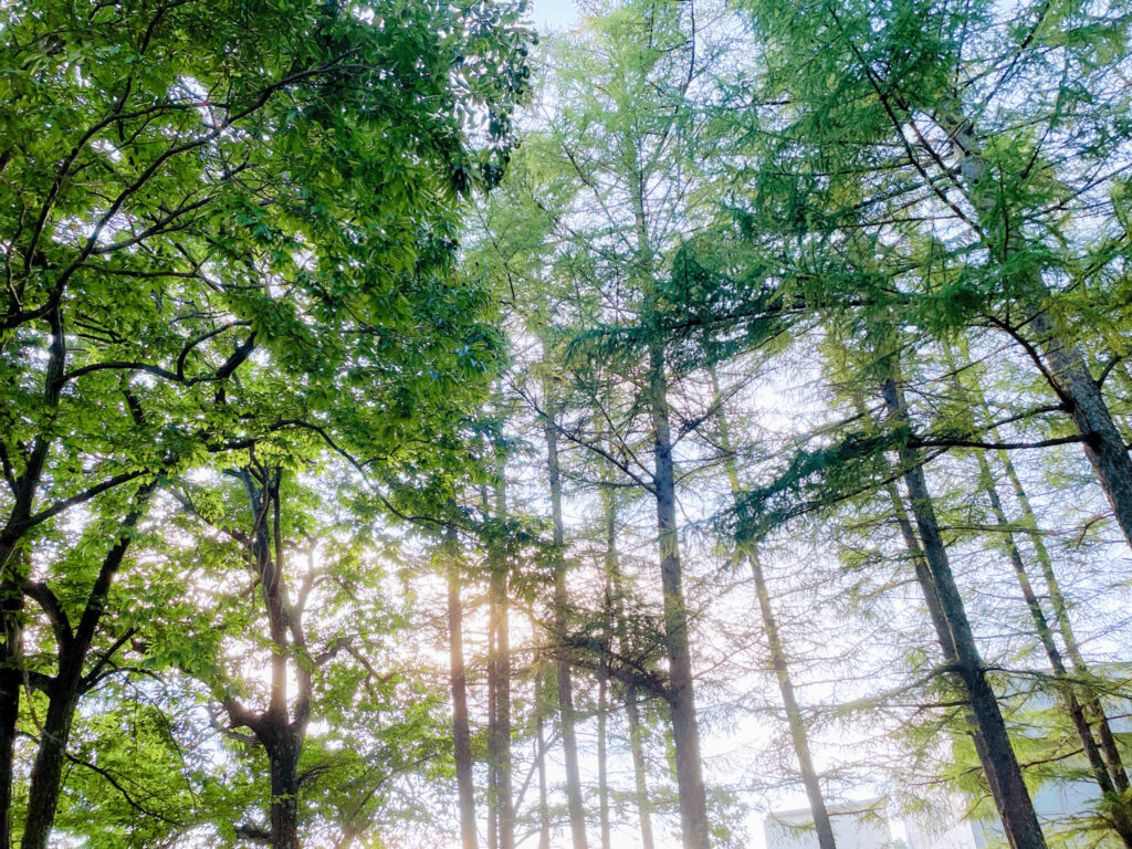 木育から考える森林のこと①〜地域の山を使うメリットとは
