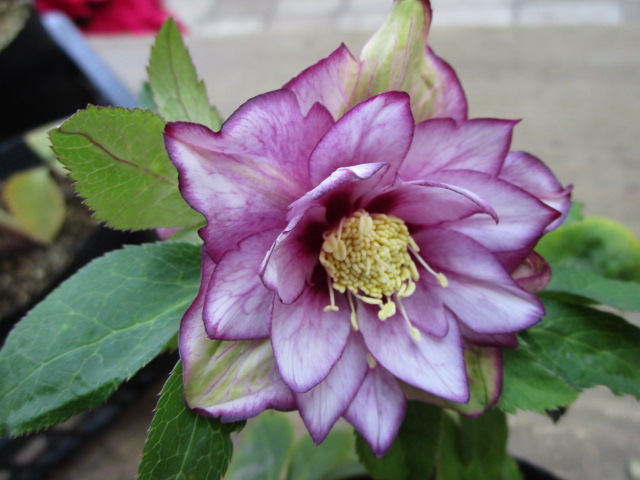 港北NT店】クリスマスローズなど、歳末も花続々入荷中です！ | ザ