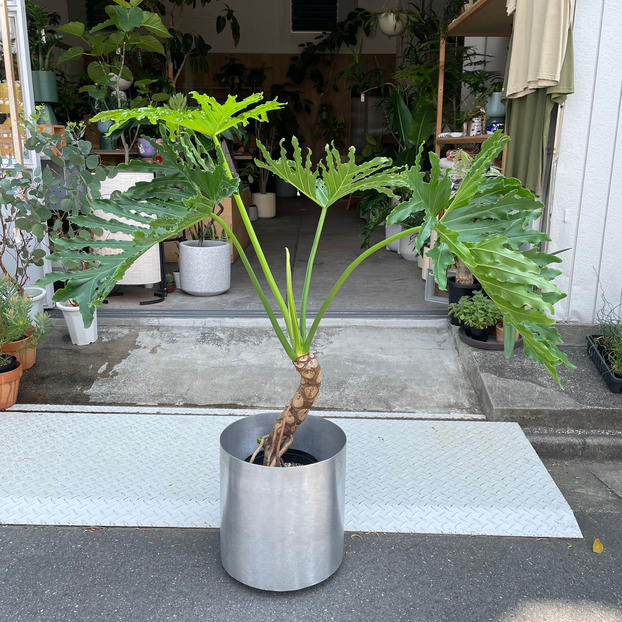 Philodendron 'Selloum' フィロデンドロン セローム – THE PLANT