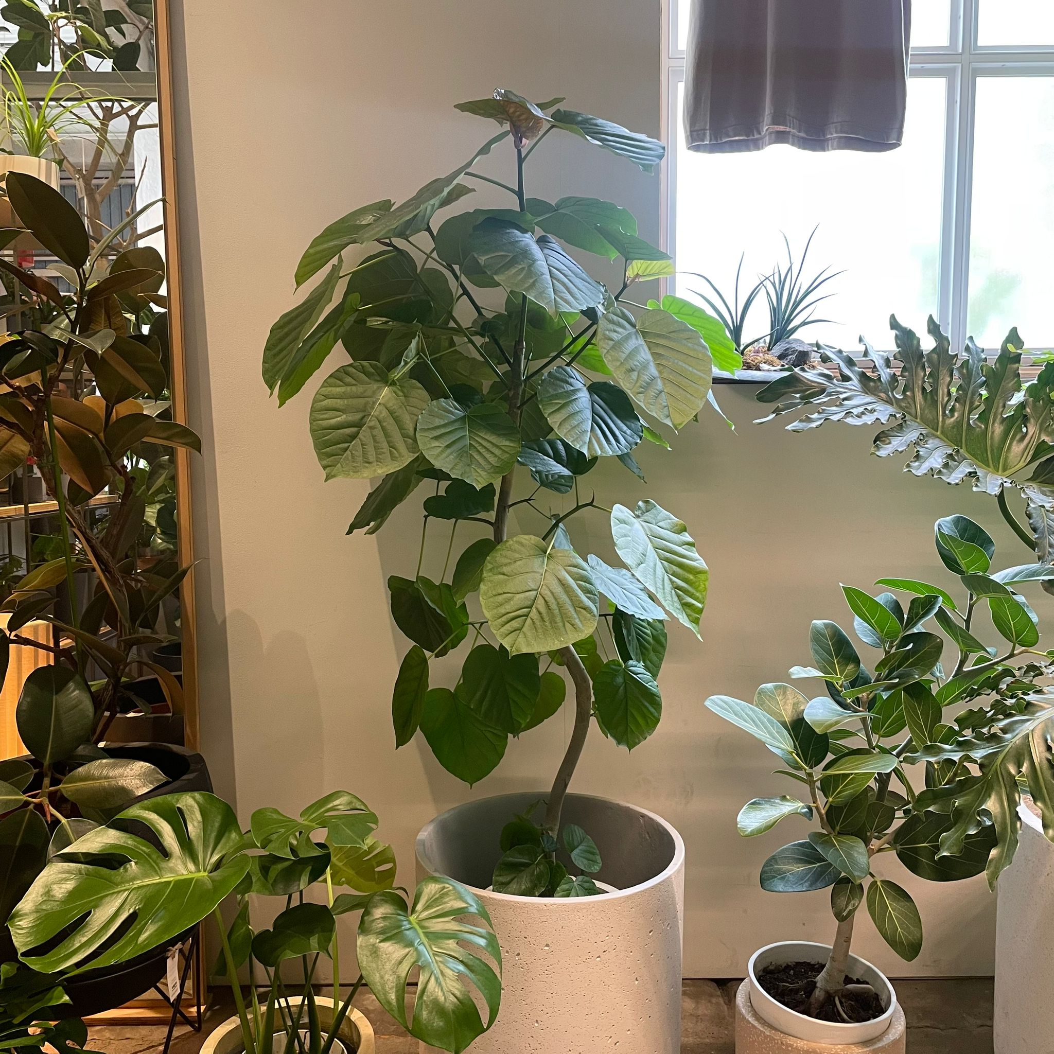 フィカス ウンベラータ I インドアプランツ I プラントソサエティ