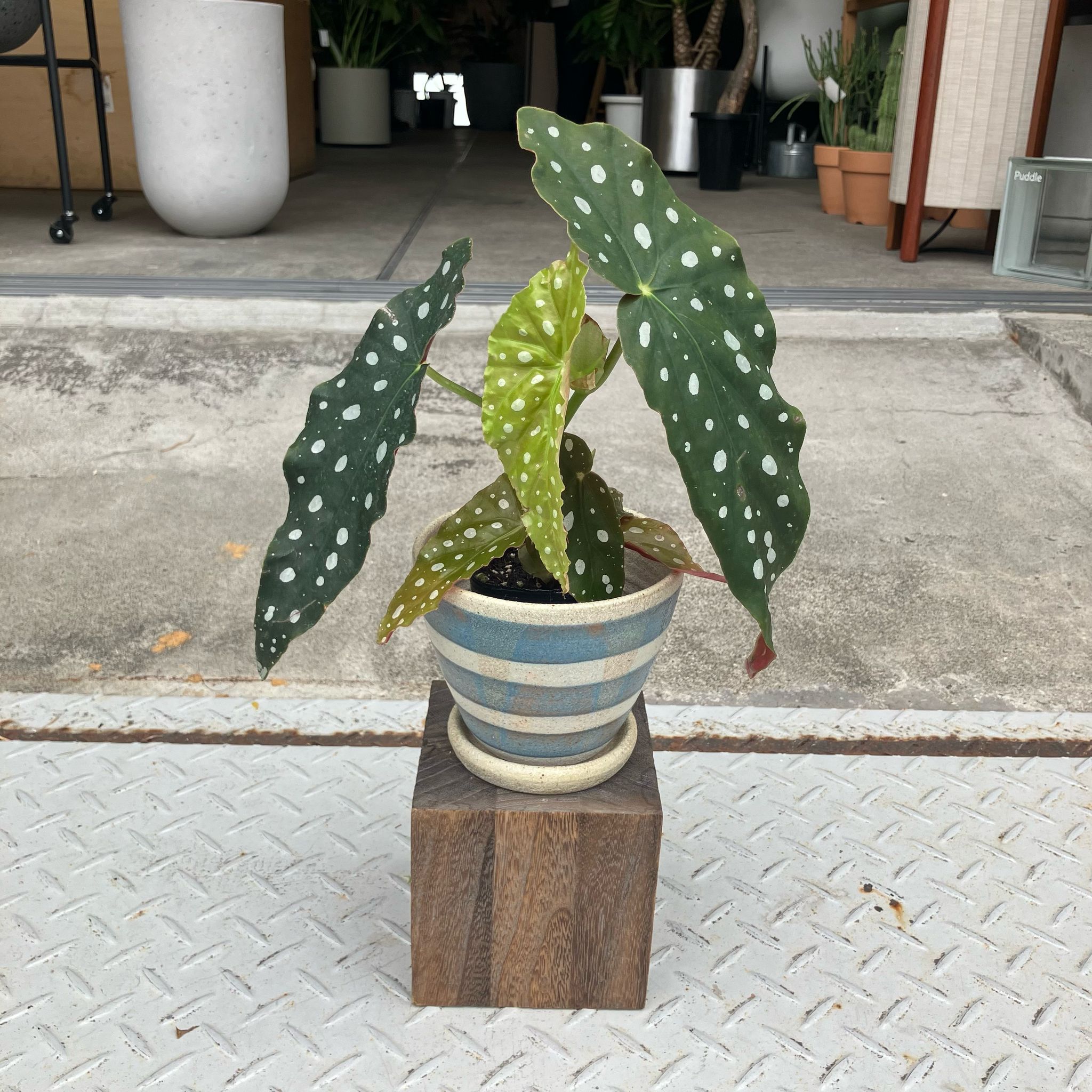 ベゴニア マクラータ I インドアプランツ I プラントソサエティ