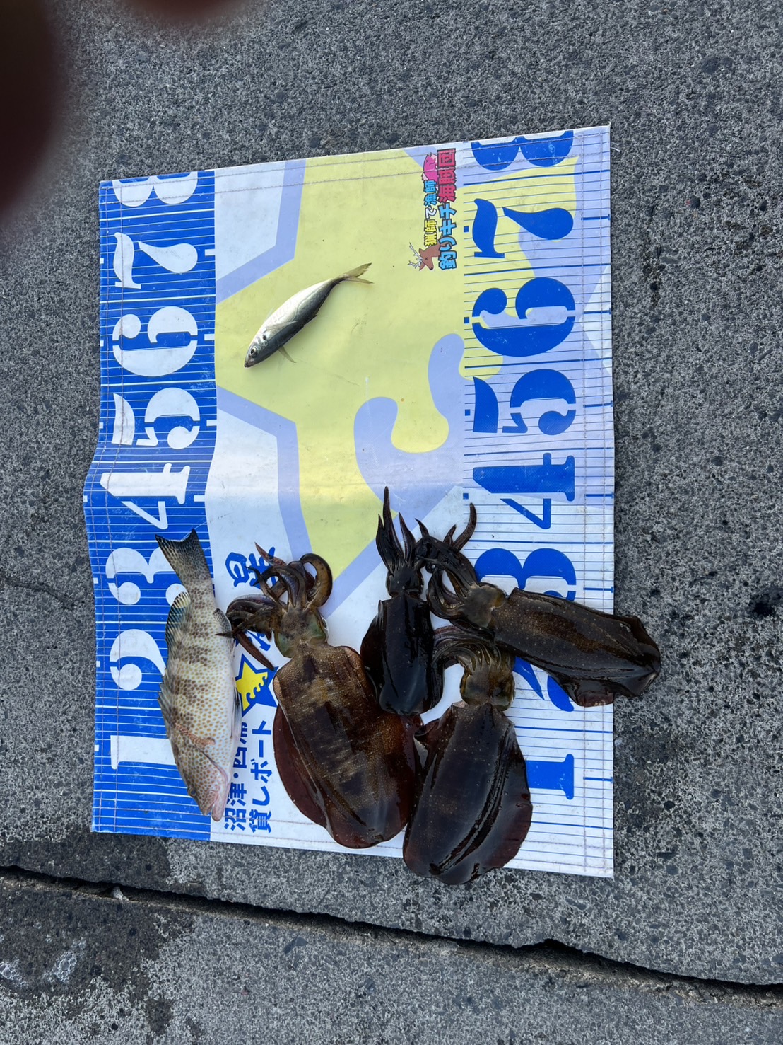 12月17日の釣果| アオリイカ 他 | 沼津のレンタル貸しボート｜沼津貸し