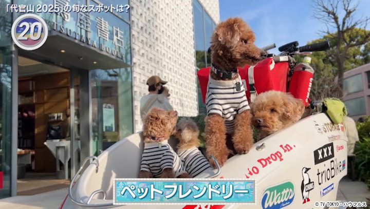 値下げ予定なし ハローキティ 世界 子犬のお散歩 ダックスフレンド