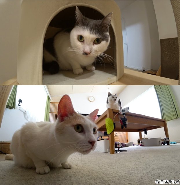 Snow Man・佐久間大介「みんなの動物園」で“師匠”サンシャイン池崎の愛