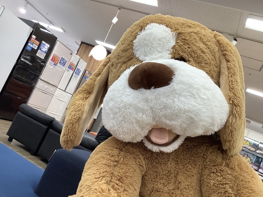 可愛らしいビッグサイズわんちゃんお迎えしました！【愛知蟹江店