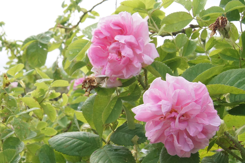 5月のメディカルハーブガーデン2 バラが咲きました！｜薬香草園｜生活