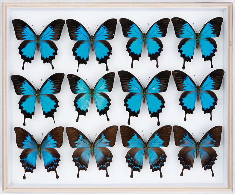 A19 五十嵐邁博士蝶類コレクション