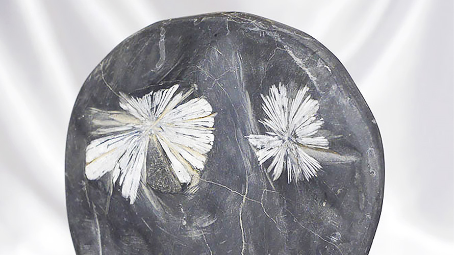 最高峰級に美しい菊模様の鑑賞石『菊花石』を紹介します！ │ 健康と