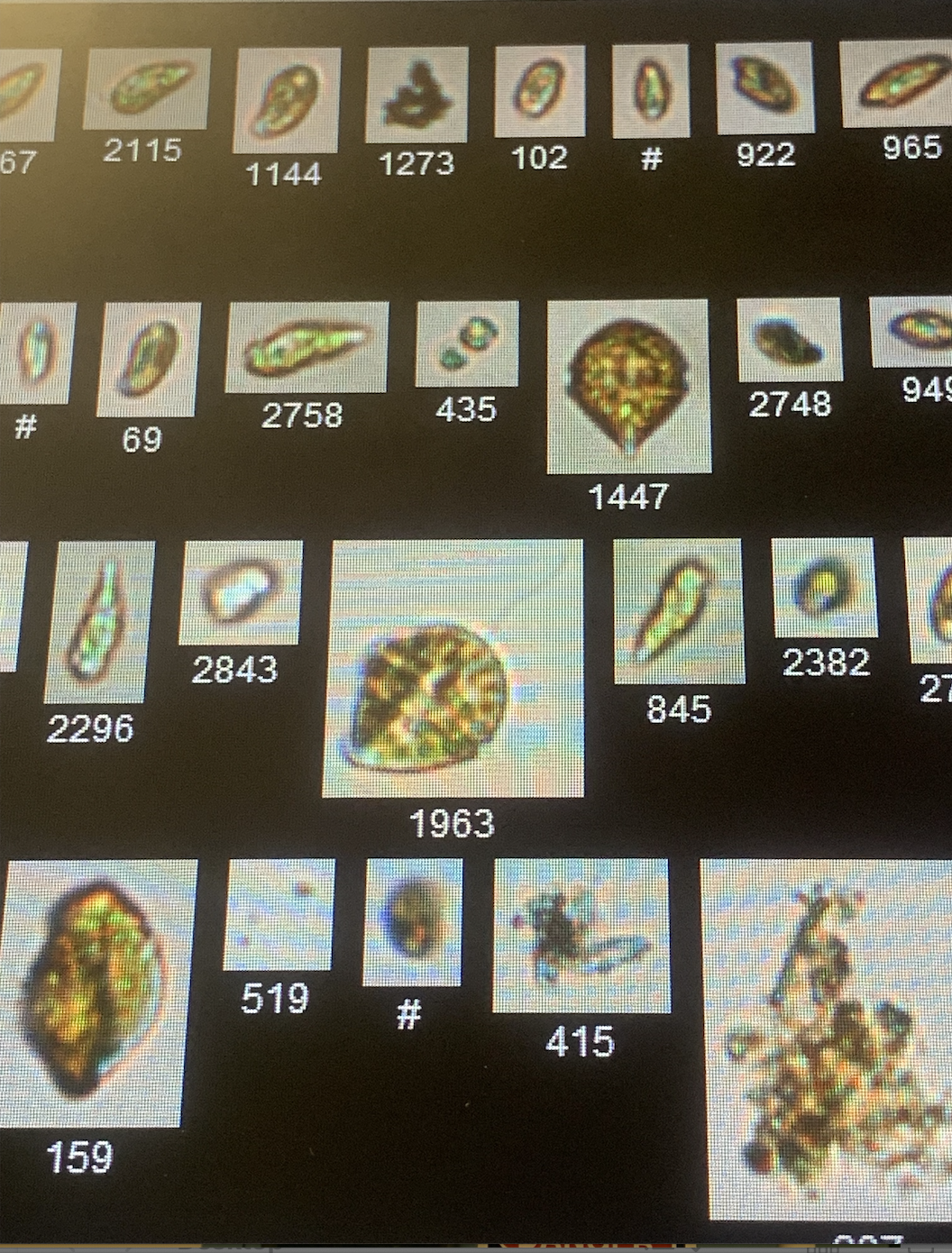 With an eye for the small stuff, Tessa Rock '22 finds passion for