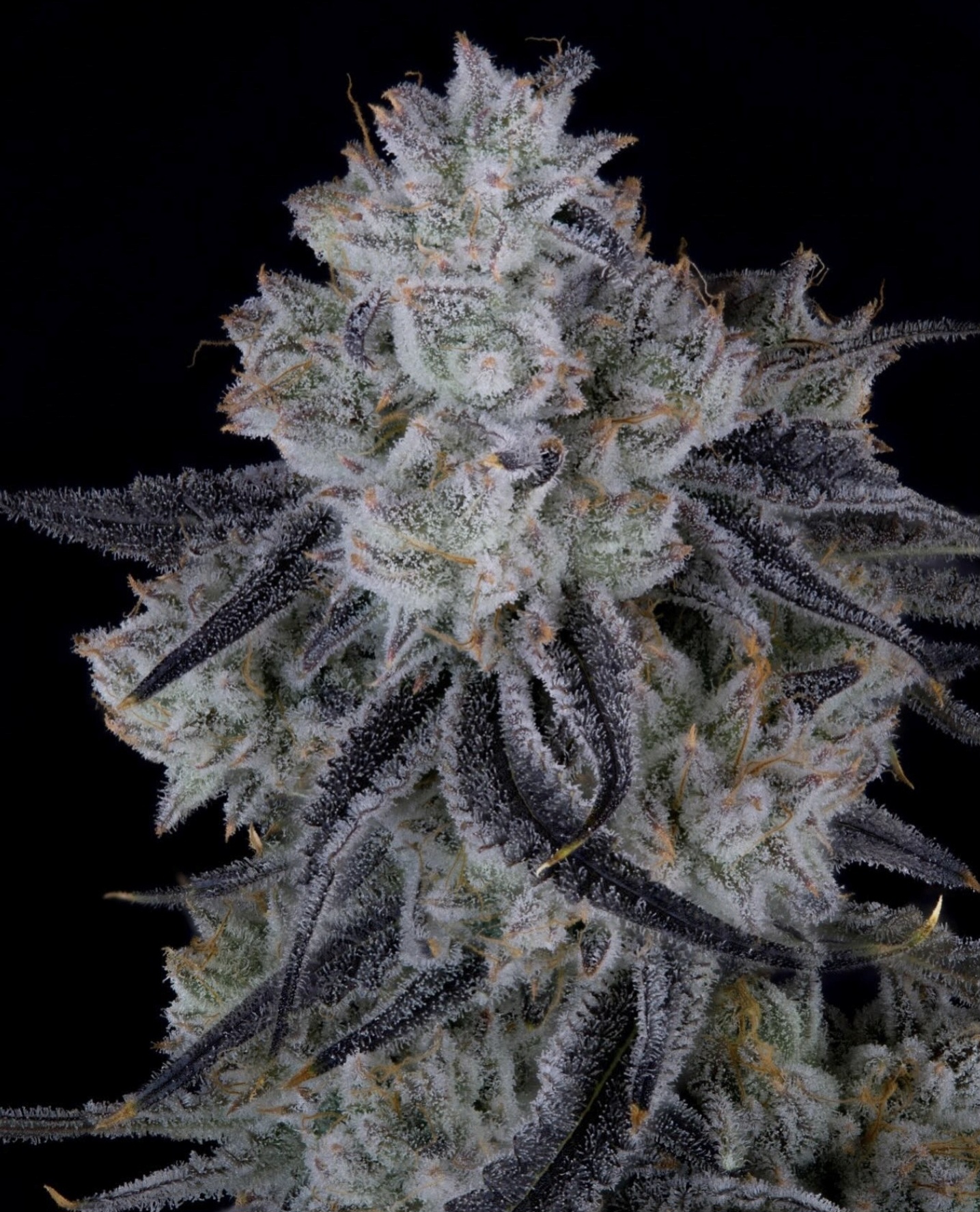 ZODA BX1 BY UMAMI SEED CO. *Includes Freebie Pack* -