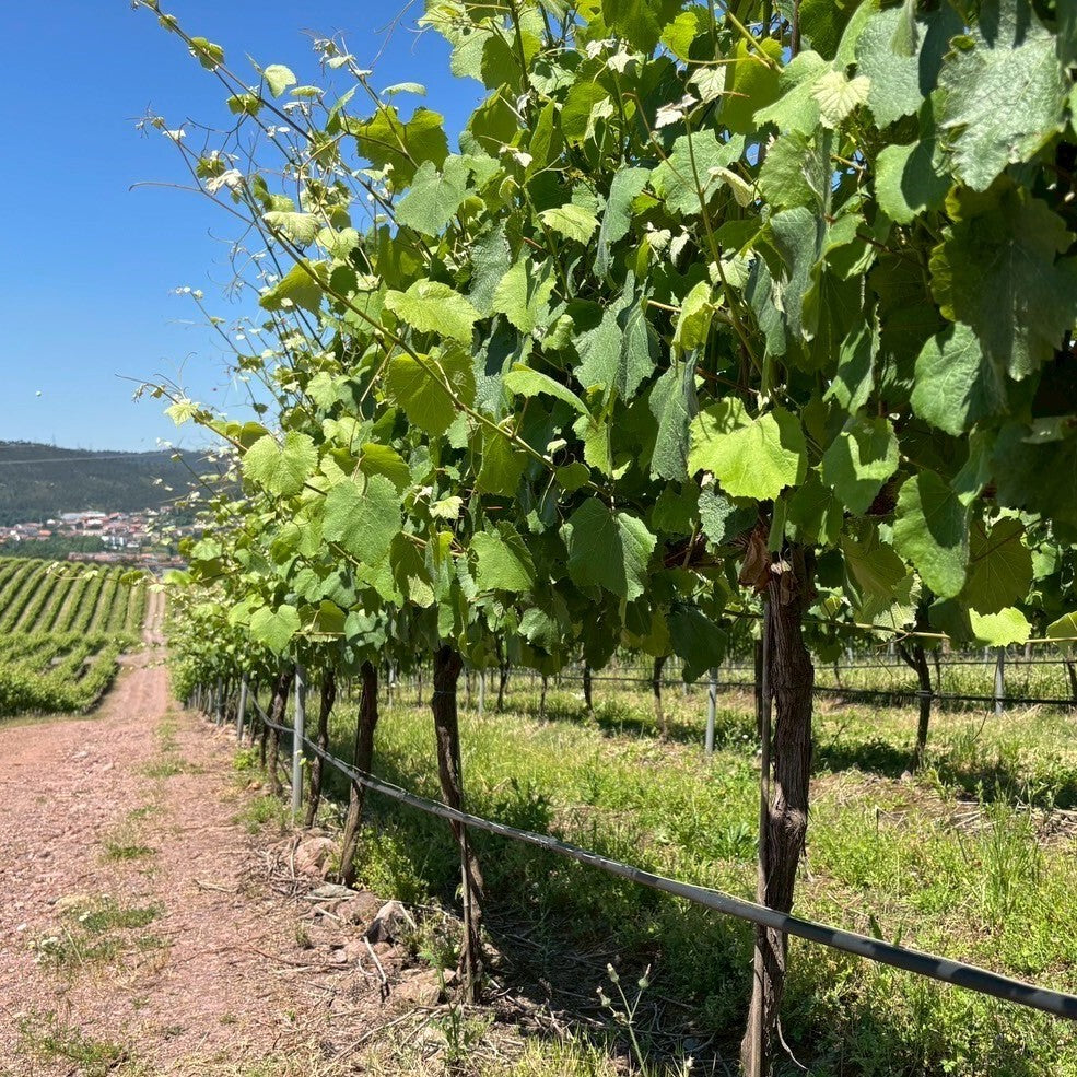 アルカス オーガニック スパークリング