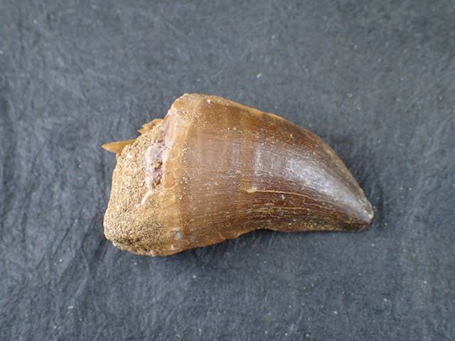 モササウルスの歯 化石 約7000万年前 モササウルスの歯 化石 約7000万年前