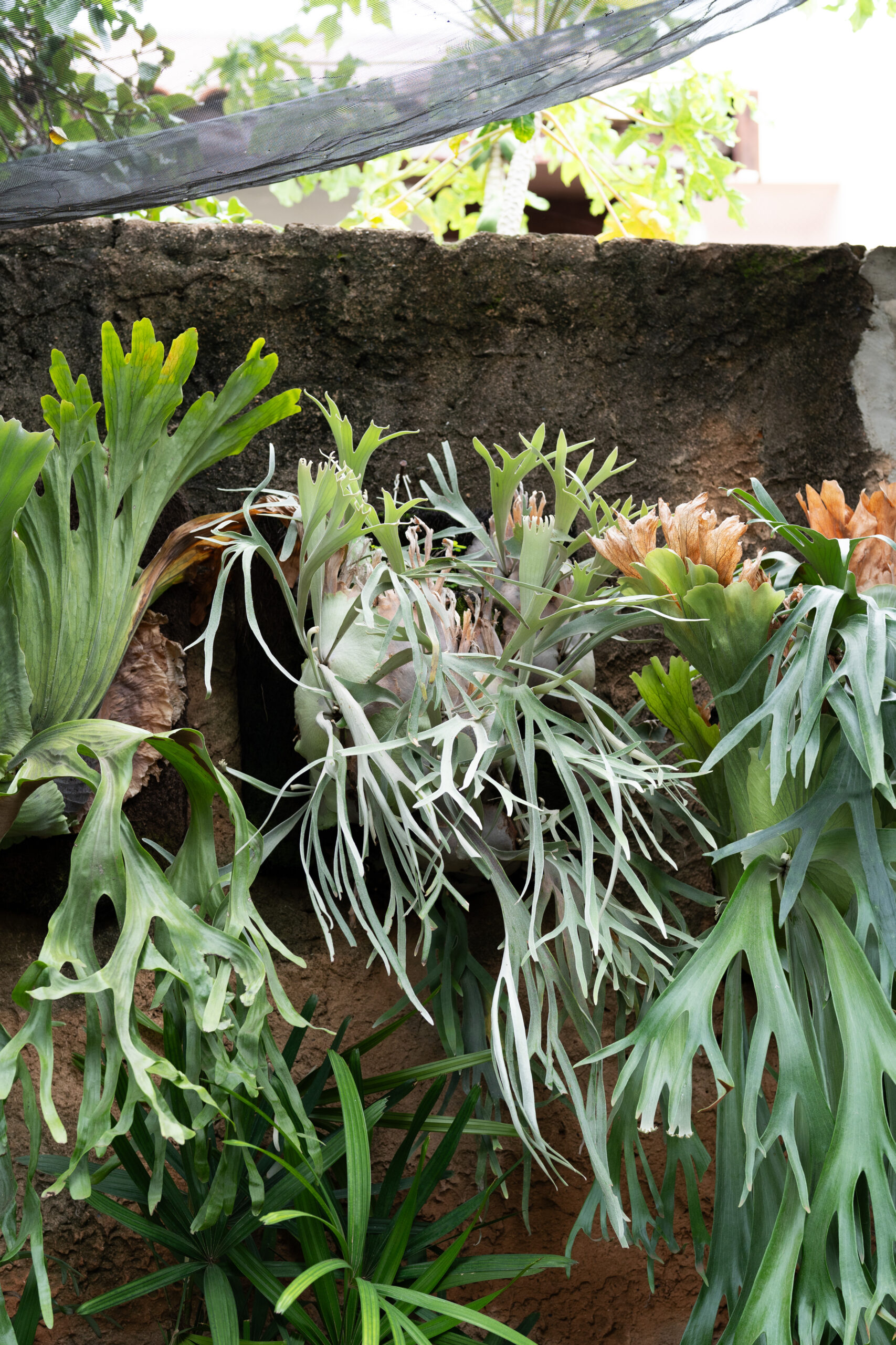 旅行記】ブラジル ビカクシダ レジェンドをめぐる旅 5日目