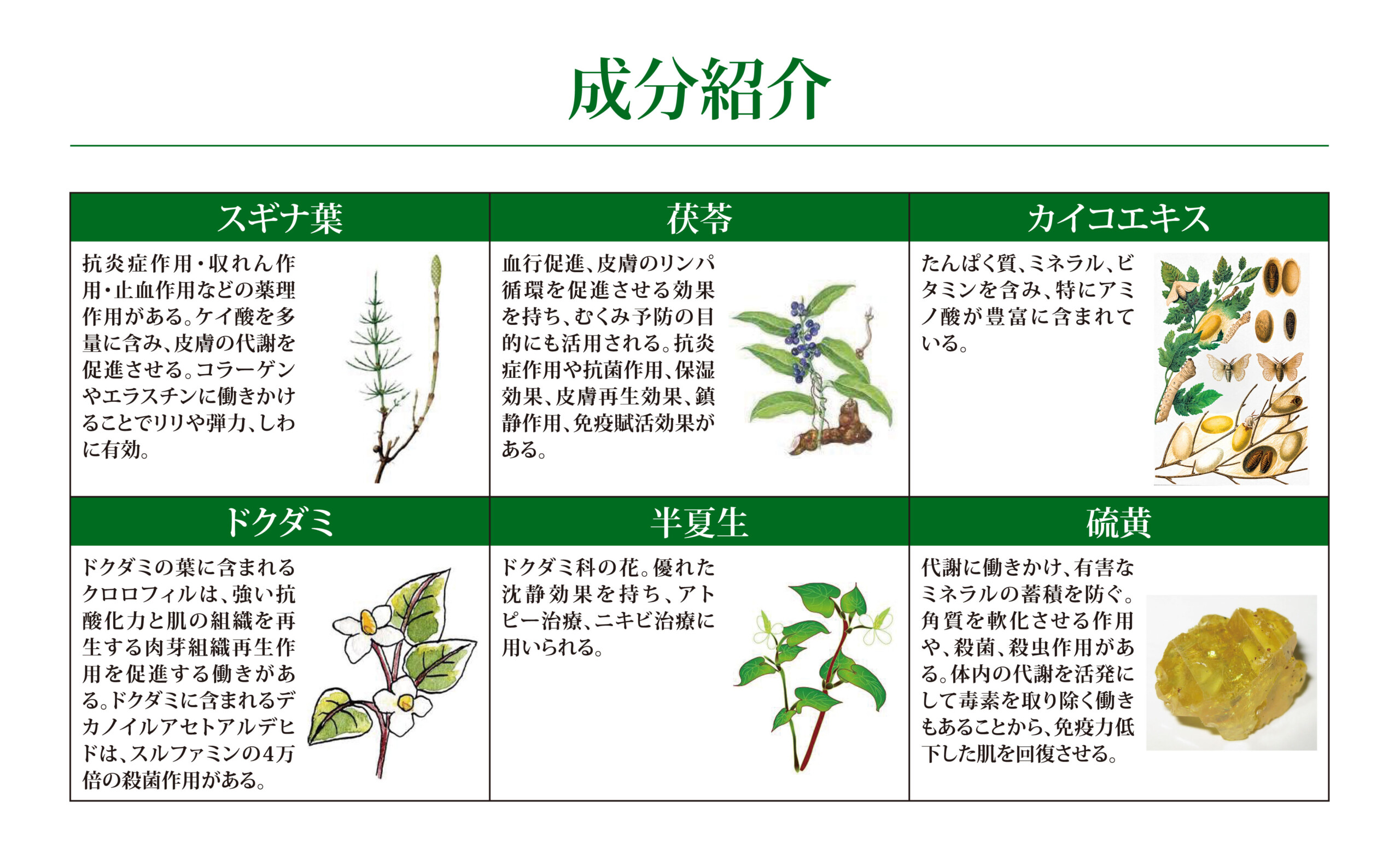 MIDORI Herb Peeling | Beatuy Salon Viste