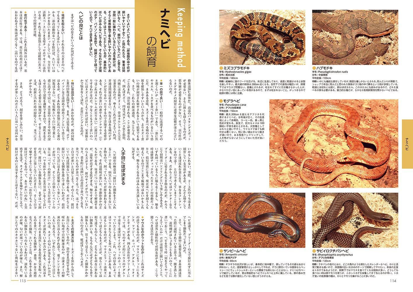 ビバリウムガイドNo.101 2023年夏号 ゲテモノ新生活 ～はじめの一歩の