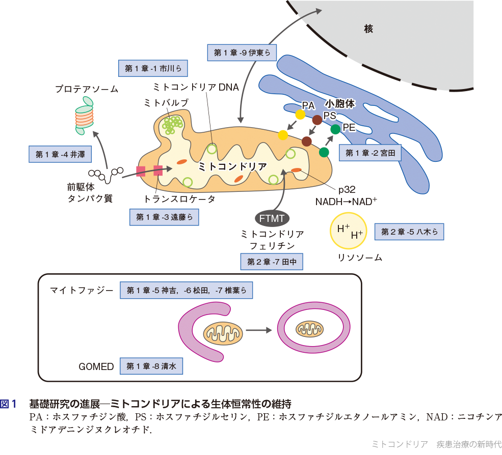 実験医学増刊：ミトコンドリア 疾患治療の新時代〜オルガネラ動態を
