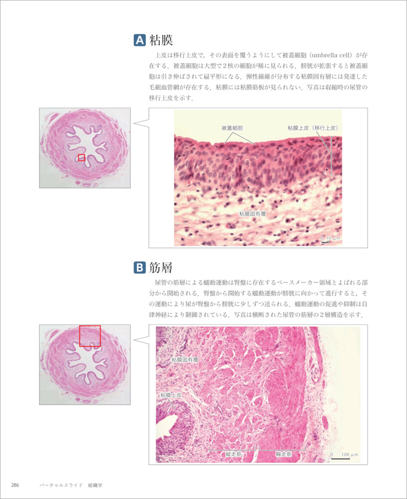 バーチャルスライド 組織学 - 羊土社