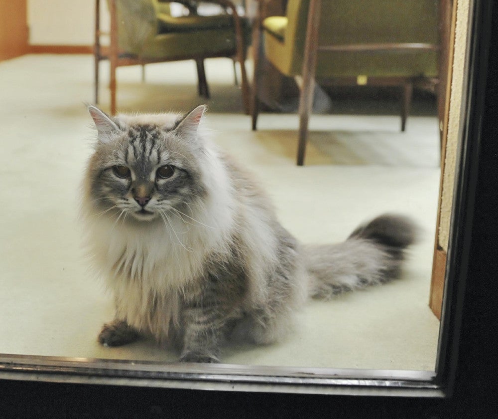 プーチン大統領から贈られた猫「ミール」死ぬ…秋田・佐竹知事が