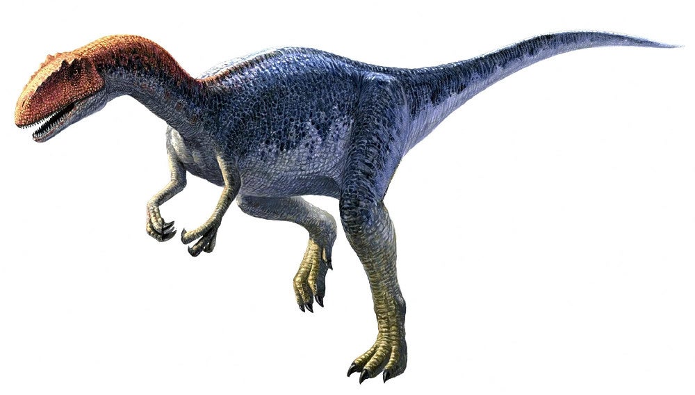 アロサウルス フットクロウ かぎ爪 化石標本 肉食恐竜 獣脚類 1499