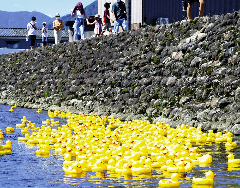 アヒルのおもちゃ、380羽一斉に川下る…ひっくり返って「のんきな子