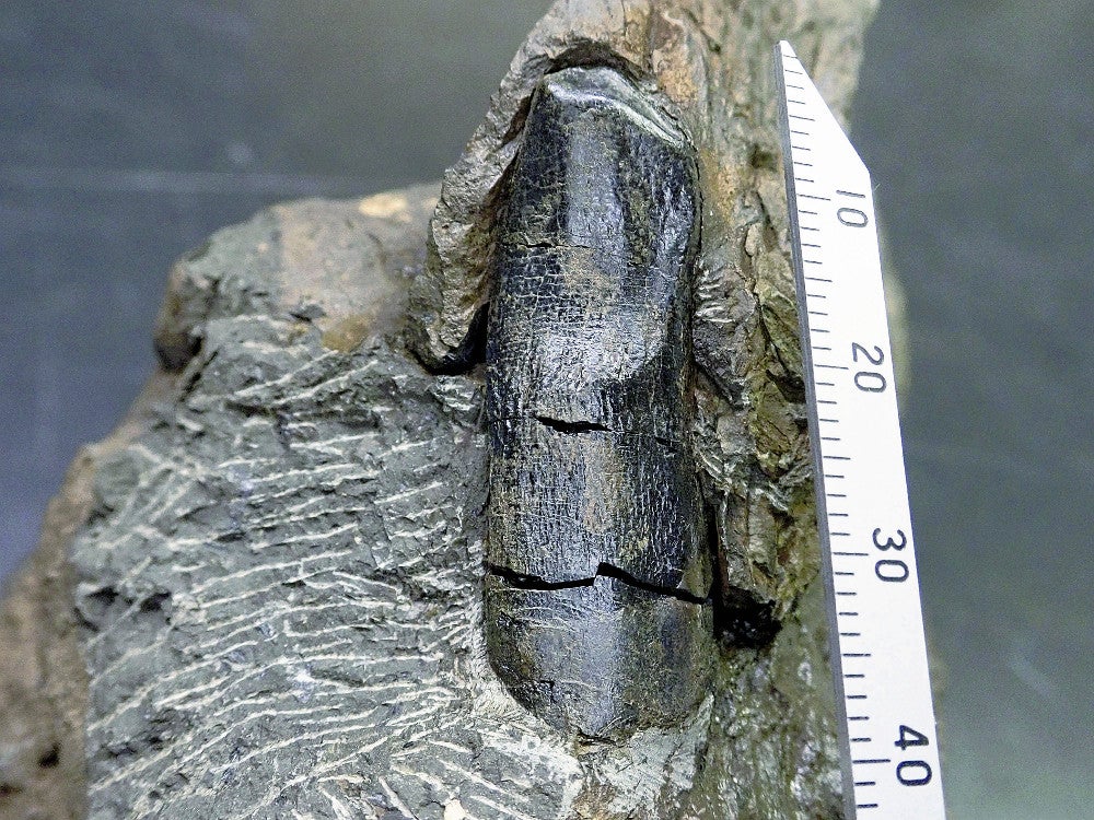 20220315-OYT1I50061-1.jpg?type=ogp