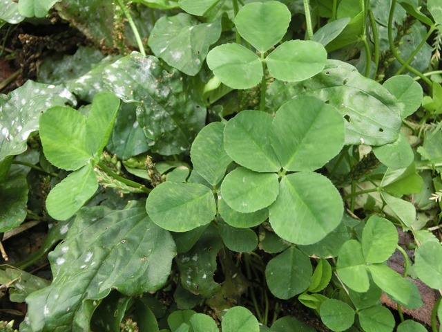四つ葉のクローバーを探しませんか？ – 八幡屋公園 - 八幡屋スポーツ