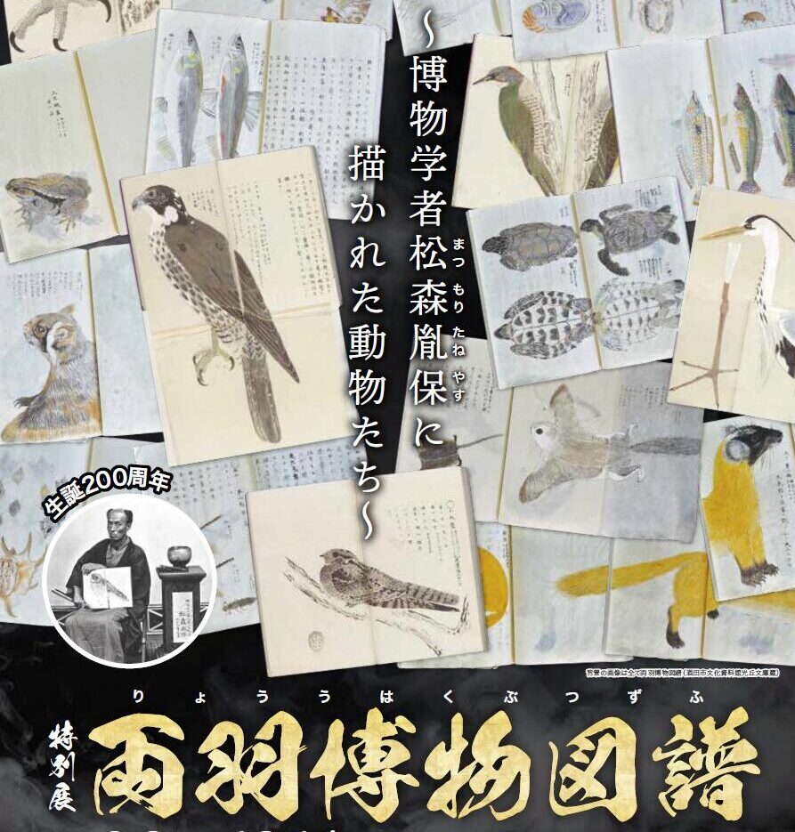 両羽博物図譜 ～博物学者 松森胤保に描かれた動物たち～ – 山形県立博物館