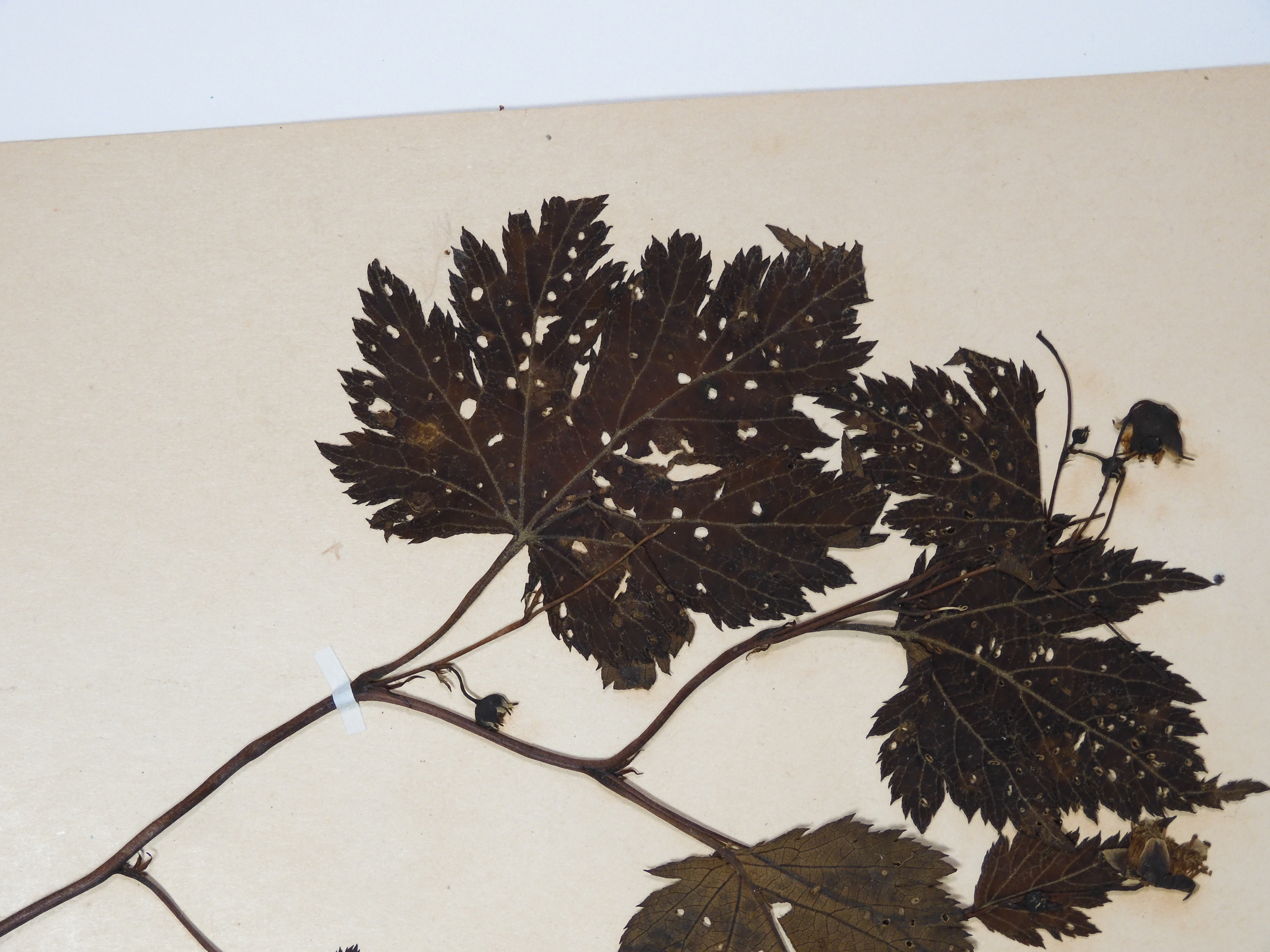 バラ科 ミヤマモミジイチゴ｜植物｜デジタル収蔵ギャラリー