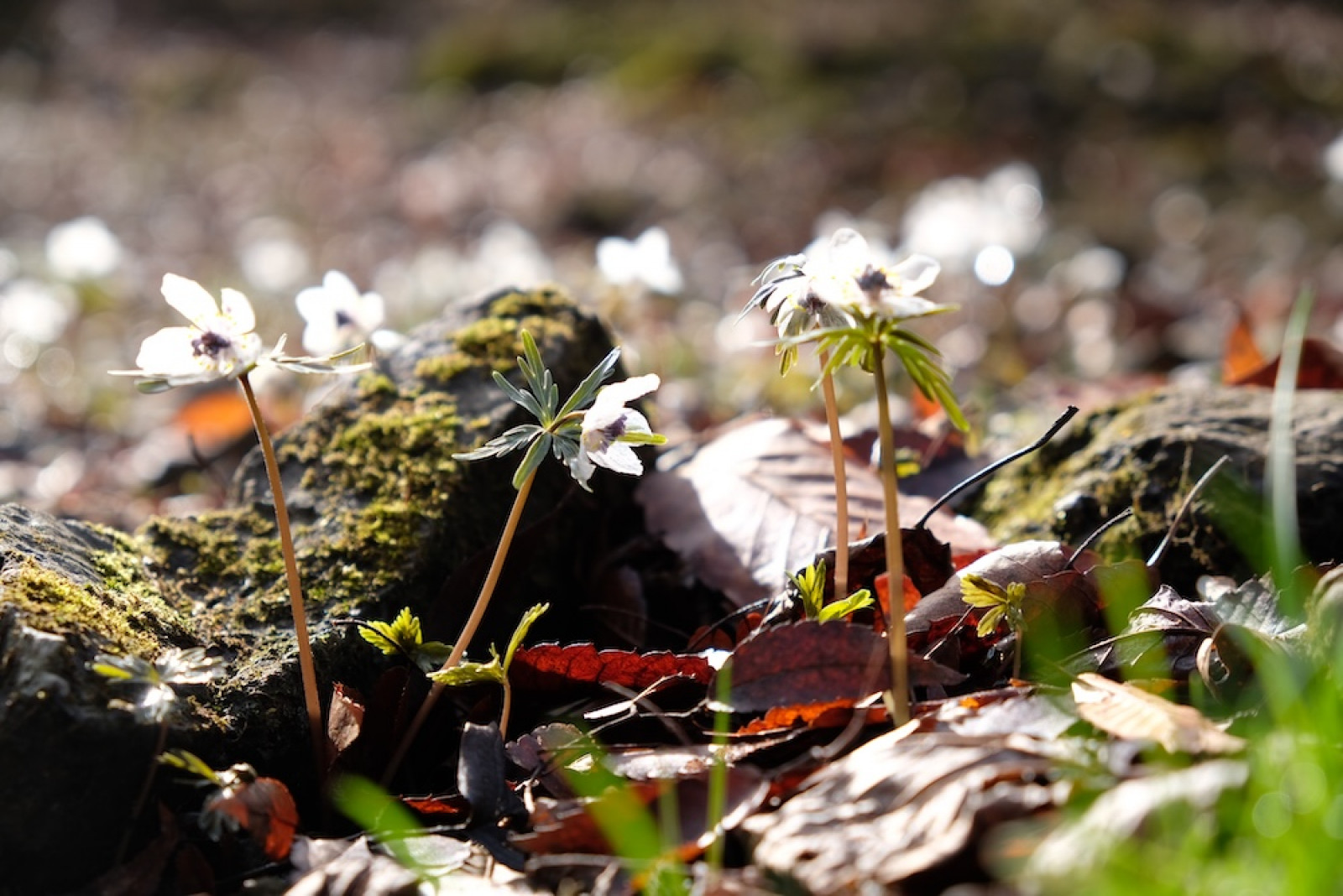 小鹿野町・四阿屋山でセツブンソウ開花。ロウバイ、フクジュソウも見頃