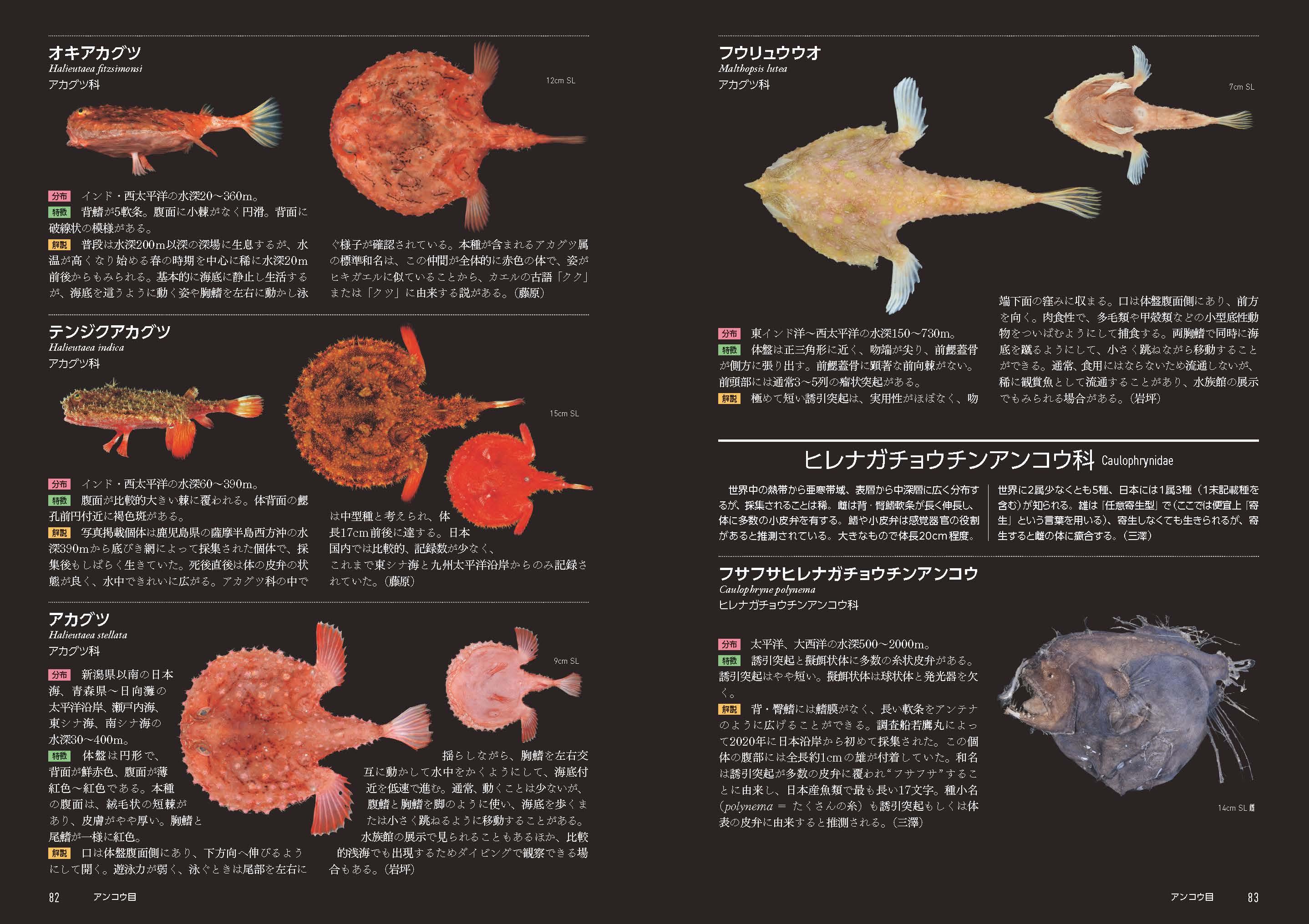 日本近海の深海に棲む魚類136科423種類を掲載した『日本の深海魚図鑑