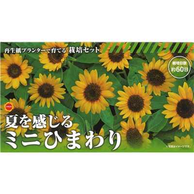 アタリヤ農園 ミニひまわり栽培セット [栽培キット 花 ベランダ