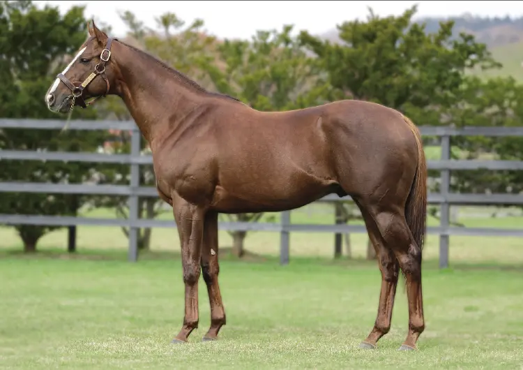 優駿スタリオンステーション 種牡馬 -2025- のご案内 - 優駿