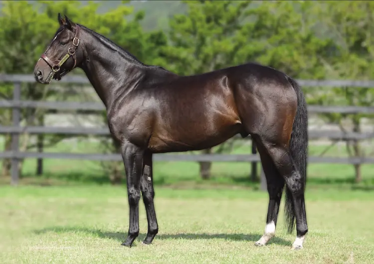 優駿スタリオンステーション 種牡馬 -2025- のご案内 - 優駿