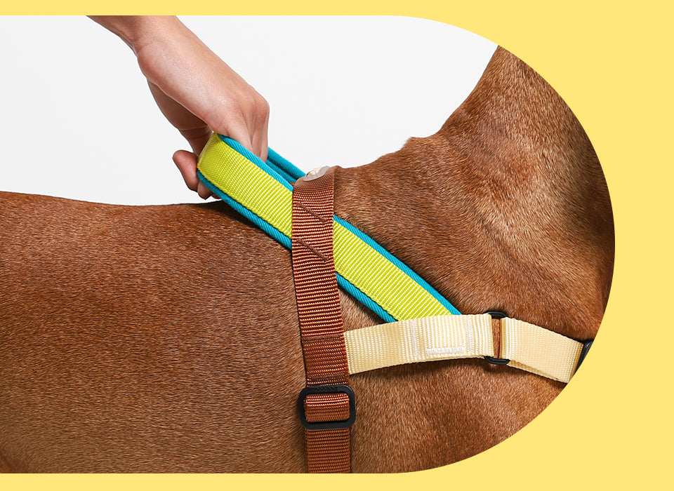 Avocado | SofterWalk Harness – Zee.Dog