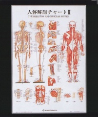 人体解剖チャートⅡ（アルミパネル入） | 全医療器