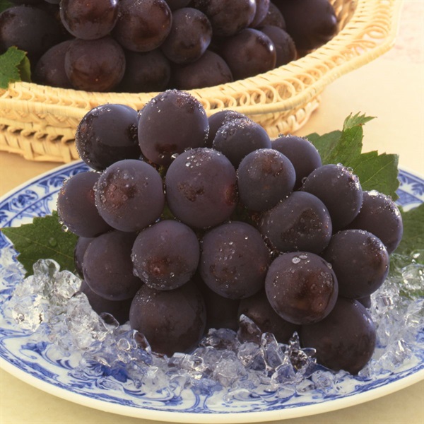 種なしピオーネ 7月上旬発送開始 | 全農食品オンラインショップ